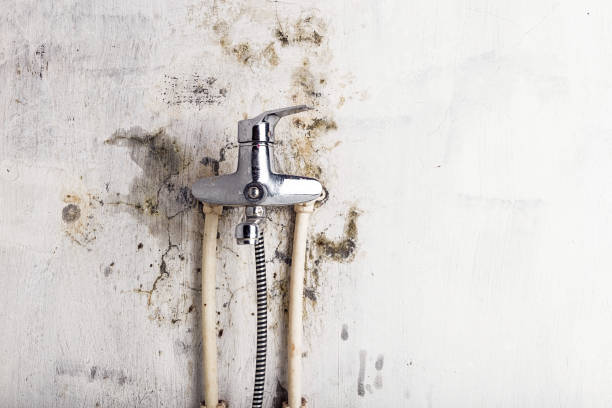 Best Office Mold Removal Services  in Lyndhurst, OH