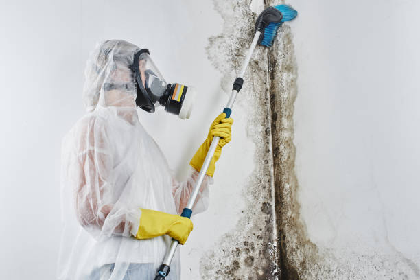 Best Mold Remediation  in Lyndhurst, OH