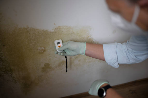 Best Emergency Mold Removal  in Lyndhurst, OH