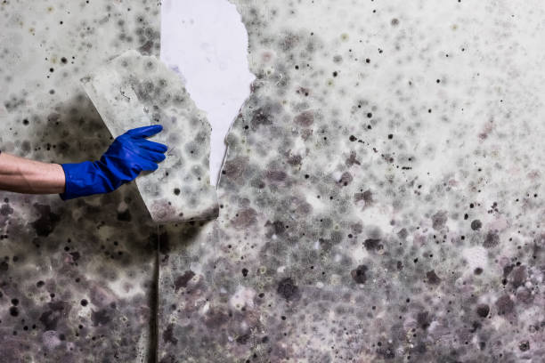 Best Home Mold Removal  in Lyndhurst, OH